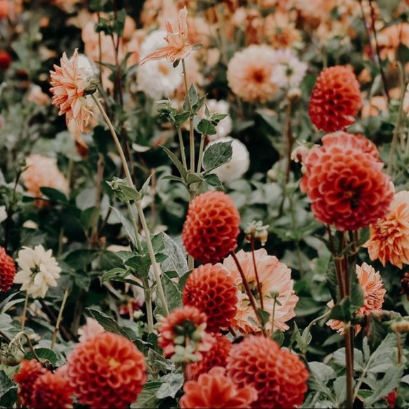 Meet your Posher, Dan - Picture 1 of 1